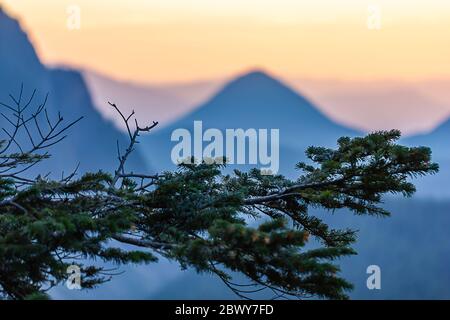 crisp clear pine branch in front of blue and orange blurred mountain sunset Stock Photo