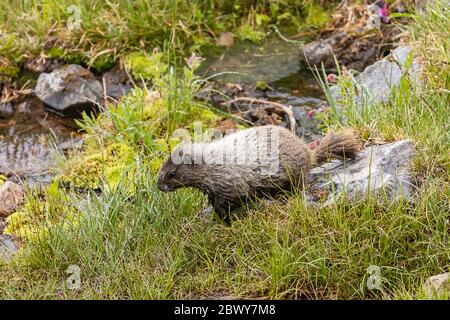 large marmot walks near water pool in meadow in summer Stock Photo