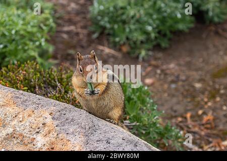 chipmunk holds leaves to eat on rocky soil in washington state Stock Photo