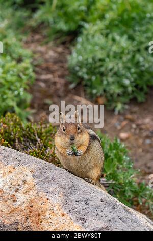 chipmunk holds leaves to eat on rocky soil in washington state Stock Photo