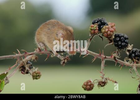 The harvest mouse is a small rodent native to Europe and Asia. It is typically found in fields of cereal crops, such as wheat and oats, in reed beds. Stock Photo