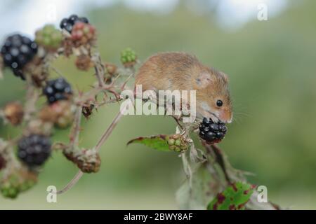 The harvest mouse is a small rodent native to Europe and Asia. It is typically found in fields of cereal crops, such as wheat and oats, in reed beds. Stock Photo