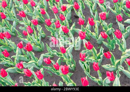 Gardening tips. Growing flowers. Growing bulb plants. Enjoying nature. Soil for growing flowers. Growing perfect scarlet red tulips. Beautiful tulip fields. Field of tulips. Springtime bloom. Stock Photo