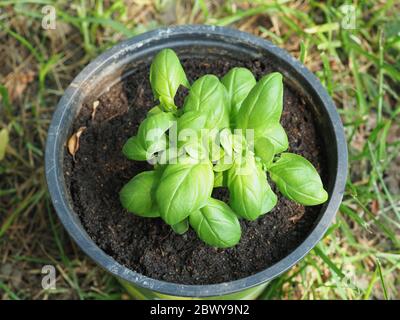 basil scientific name Ocimum basilicum aka Thai basil or sweet