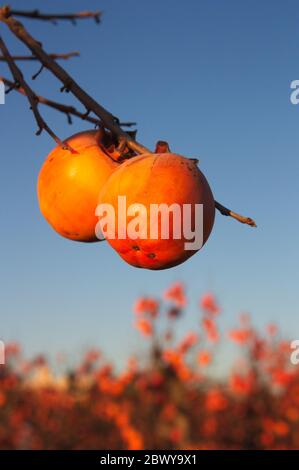 Two ripe persimmons on the tree branch, on a cold winter day Stock Photo