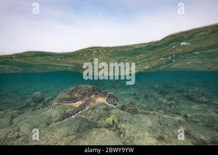 green sea turtle or honu, Chelonia mydas, Kahalu'u Beach Park, Keauhou, Kona, Hawaii, USA ( Central Pacific Ocean ) Stock Photo