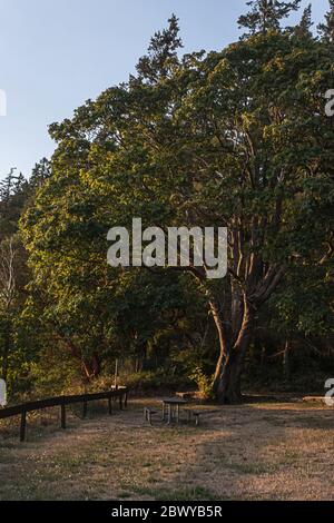 golden sunlight streaming through the trees near sunset Stock Photo
