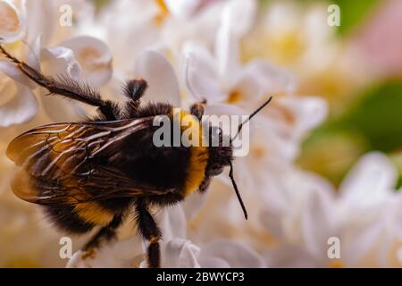 Bumblebee collecting pollen on plants and flowers Stock Photo