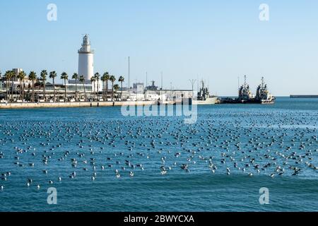 Flock of seagulls floating on the surface of the sea near a dock. Stock Photo