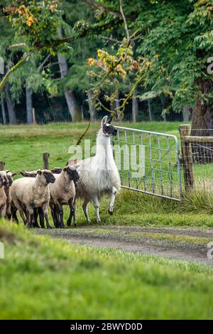 A white alpaca standing with a group of sheep Stock Photo