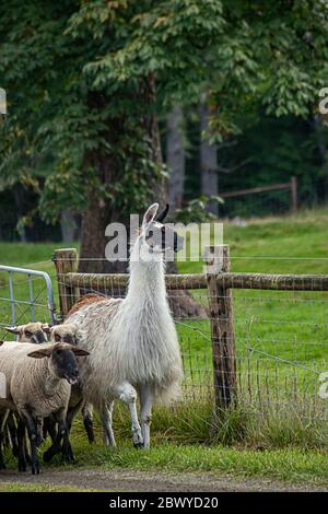 A white alpaca standing with a group of sheep Stock Photo