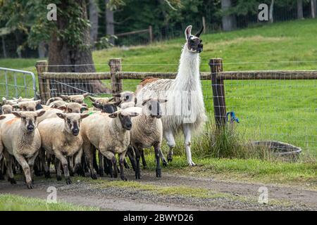 A white alpaca standing with a group of sheep Stock Photo