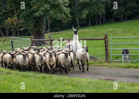 A white alpaca standing with a group of sheep Stock Photo