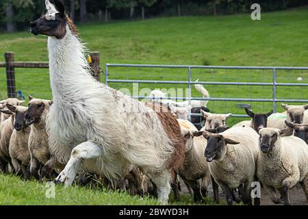 A white alpaca standing with a group of sheep Stock Photo