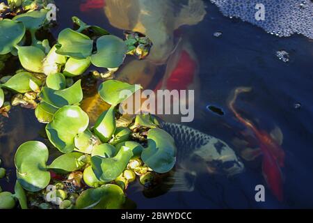 colorful gold, orange, red, white, and black koi fish in a pond swimming under green leafy surface Stock Photo