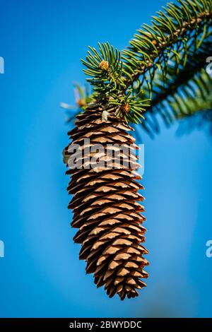 Cones on a tree in the springtime Stock Photo
