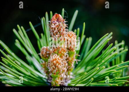 Cones on a tree in the springtime Stock Photo