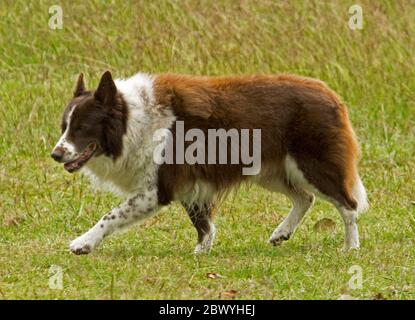 Long haired brown and white border collie working dog / pet with happy expression walking across green grass in Queensland, Australia Stock Photo