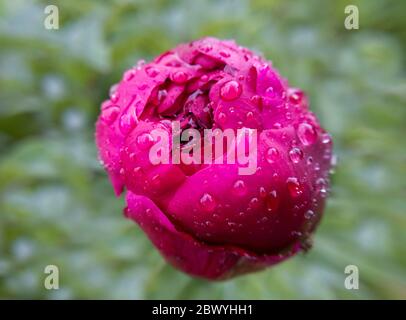 Macro red peony flower bud with rain drops on it. Green bokeh background. Stock photo. Stock Photo