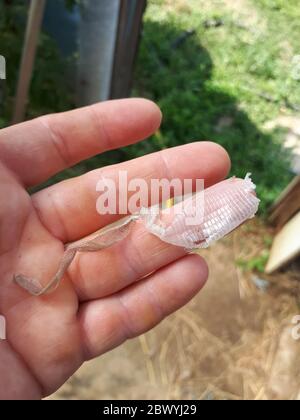 Snake skin remaining after molting. the skin of a snake in the hands of a woman. Stock Photo