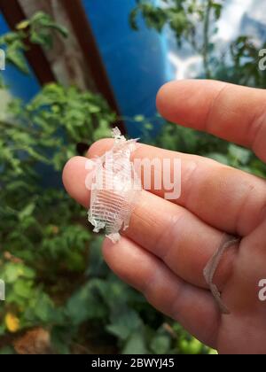 Snake skin remaining after molting. the skin of a snake in the hands of a woman. Stock Photo