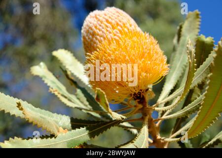 Western Australia Perth - Banksia menziesii bloom in Kings Park and Botanic Garden Stock Photo