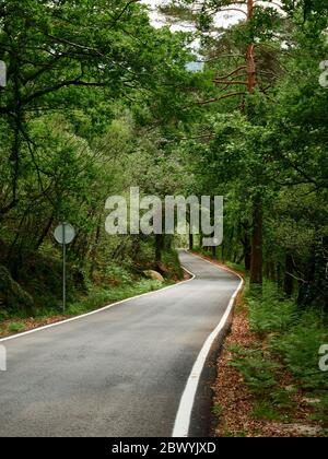 Empty road between the green woods of Mata de Albergaria at Gerês Stock Photo