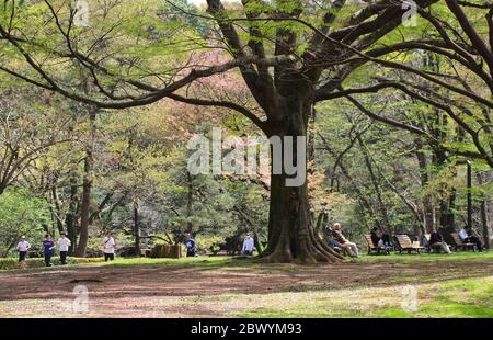 Yoyogi Park in Harajuku with a large tree with people sitting on benches underneath. Cherry blossoms can be seen on trees in the distance. Tokyo Stock Photo