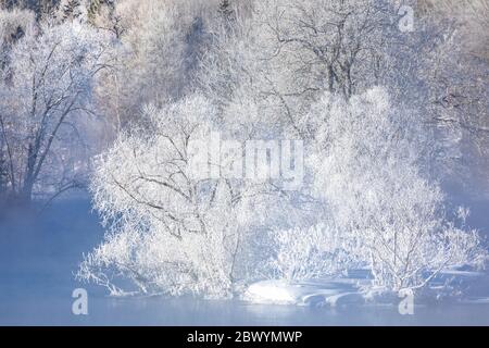 Hoar frost on the Chippewa River in northern Wisconsin. Stock Photo