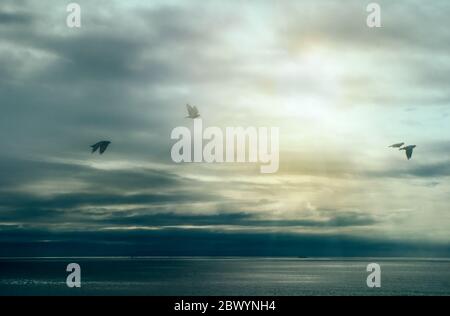 Calm After Storm. Birds flying over ocean. Wild nature landscape with storm clouds. Stock Photo