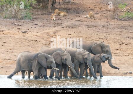 A herd of Elephants drinking close to a pride of Lions Kruger Park South Africa Stock Photo