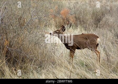 NM00452-00...NEW MEXICO - A mule deer grazing in a meadow along the Main Loop Trail in Bandelier National Monument. Stock Photo