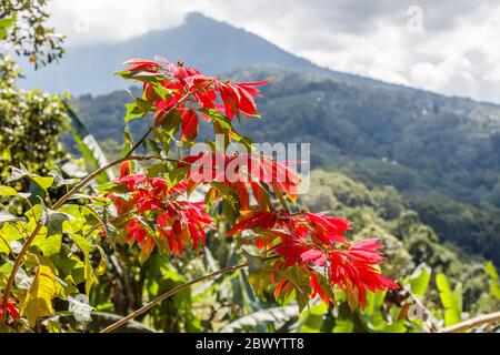 Blooming red Poinsettia tree. Bedugul, Tabanan, Bali, Indonesia. Stock Photo