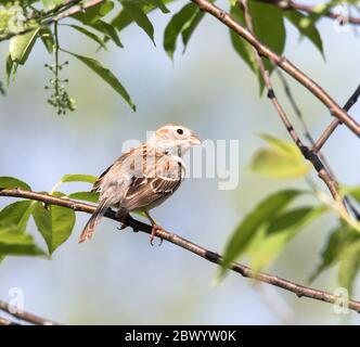 A tiny field sparrow hiding in a tree at Torrance Barrens Nature Reserve Stock Photo