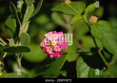 A lantana plant in Australian - an introduced invasive weed species Stock Photo