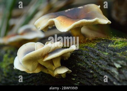 A species of ghost fungus growing on a tree in the Australian bush Stock Photo