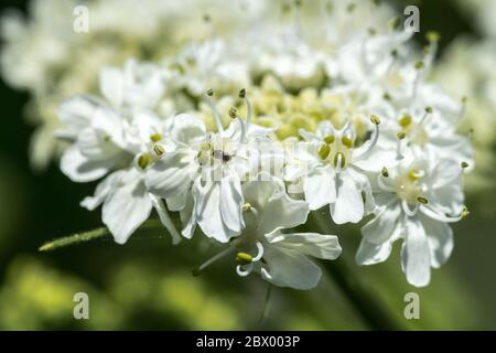 Flower of Cow Parsnip (Heracleum spec.) Stock Photo