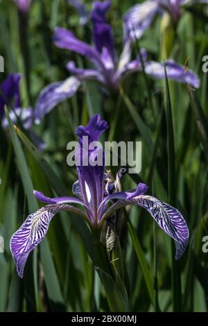 Western Blue Iris (Iris missouriensis) Stock Photo