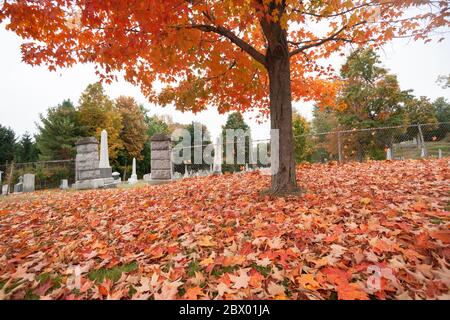 Brilliant red fall leaf drop covering ground under liquid amber tree near graveyard. Stock Photo