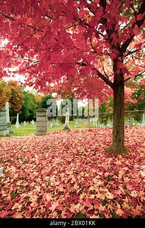 Brilliant red fall leaf drop covering ground under liquid amber tree near graveyard. Stock Photo