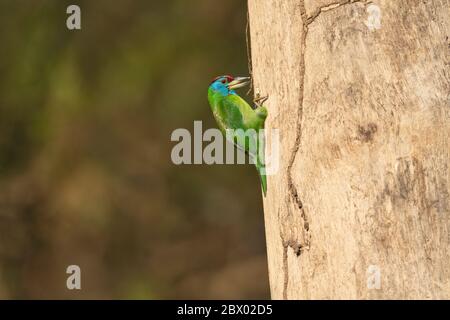 Blue-throated barbet, Megalaima asiatica, Latpanchar, Mahananda Wild Life Sanctuary, Darjeeling, North Bengal, India Stock Photo