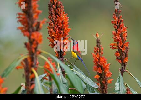 Sunbird, family Nectariniidae, passerine birds, Latpanchar, Mahananda Wild Life Sanctuary, Darjeeling, North Bengal, India Stock Photo