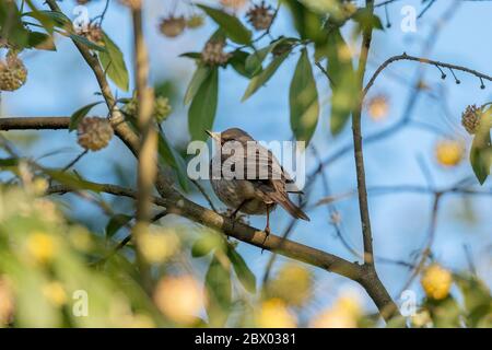 Black Throated Thrush, Turdus atrogularis, Female, Rishop, West Bengal, India Stock Photo