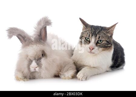 English Angora and cat in front of white background Stock Photo