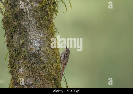 Brown-throated Treecreeper, Certhia discolor, Lava, Kalimpong district, West Bengal, India Stock Photo