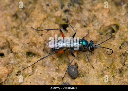 Cockroach wasp, Ampulex compressa, Ampulicidae, Lonand, Satara, Maharashtra, India Stock Photo