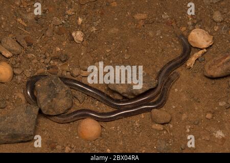 Brahminy Blind Snake, Indotyphlops Braminus At Satara, Maharashtra ...