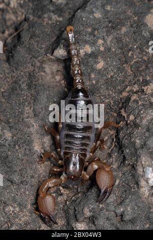 Dorsal of family burrowing scorpions, Heterometrus xanthopus, Lonand, Maharashtra, India Stock Photo