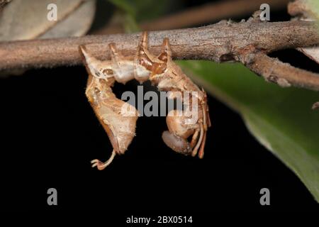 Lateral of lobster moth caterpillar, Stauropus fagi, Satara, Maharashtra, India Stock Photo
