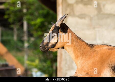 Close-up image of local village goat at Kota Belud, Sabah, Borneo Stock Photo